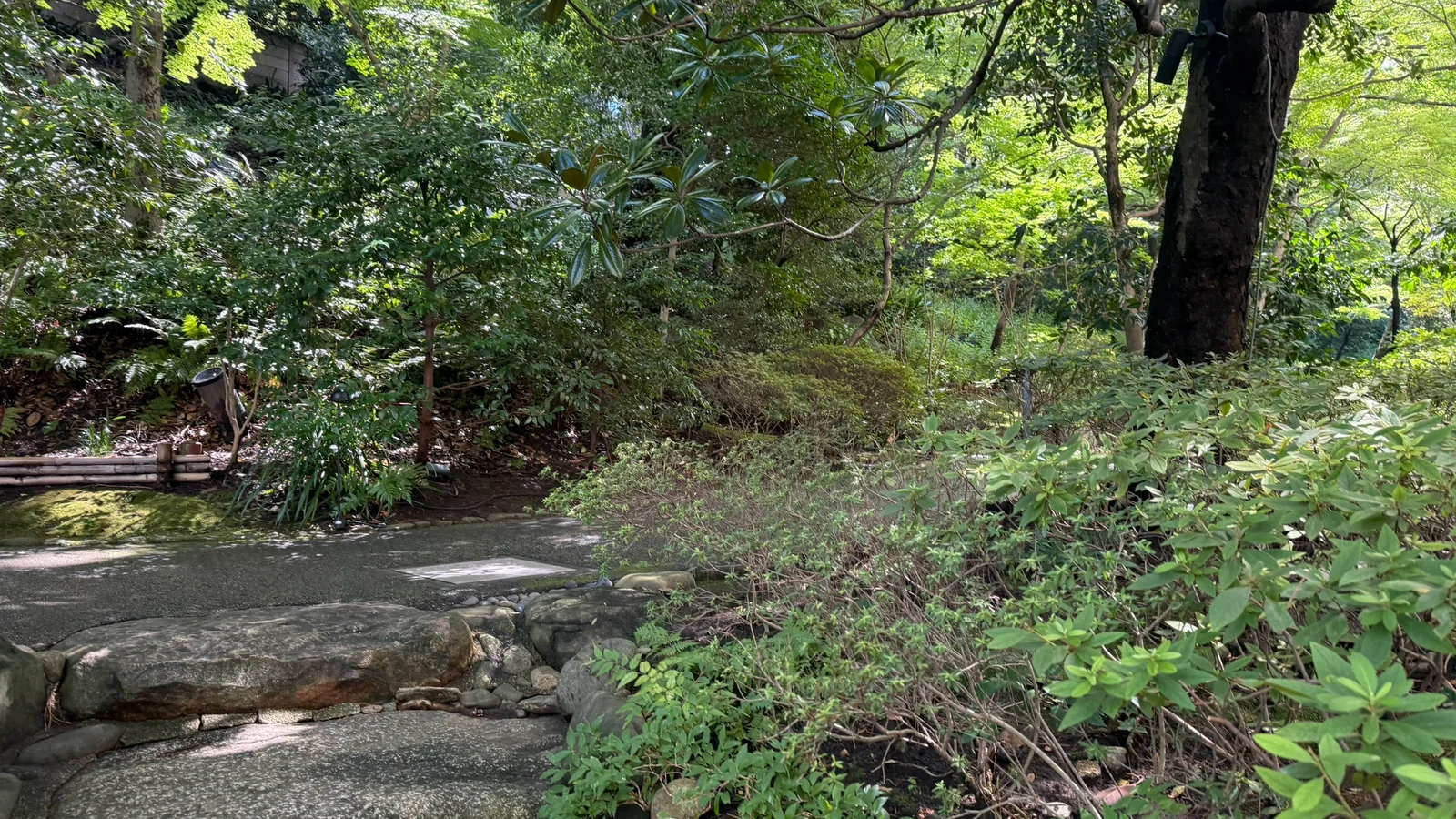 飛び石と植え込みのある庭園の奥